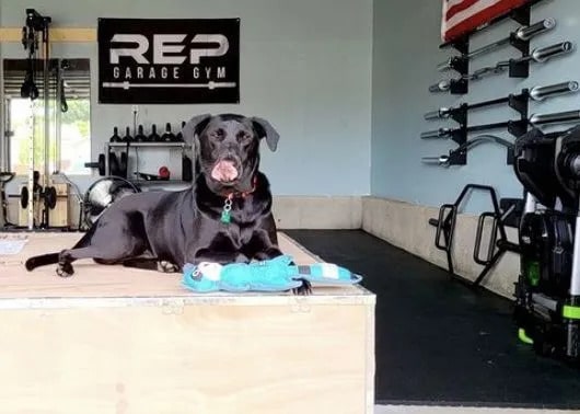 Rep Fitness REP Garage Gym Flag with a dog
